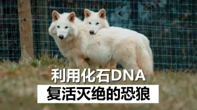 こな狼（576P）-哔哩哔哩_Bilibili