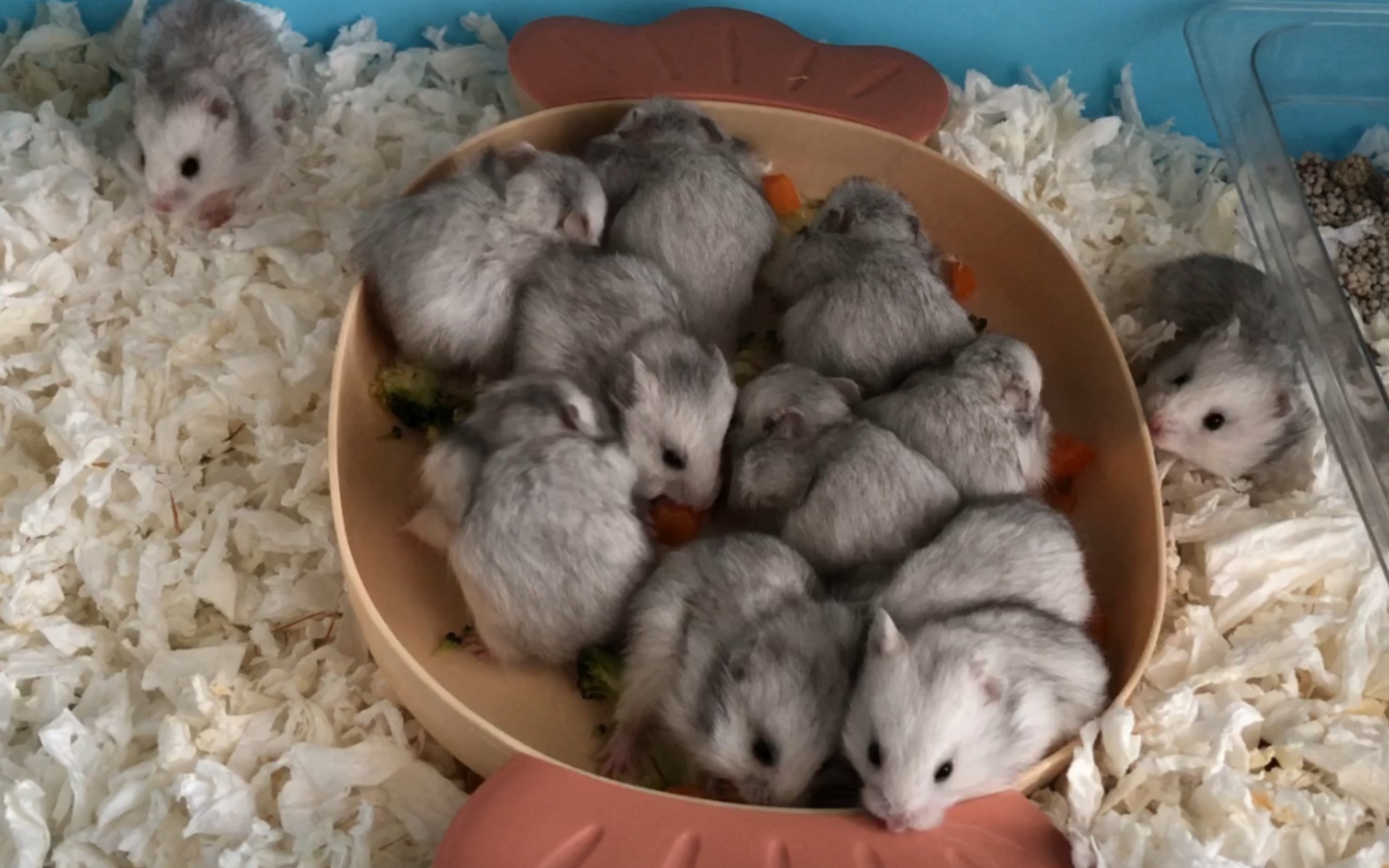 纯银金丝熊"芒果妹妹"13个崽儿全活!被迫18天分笼.