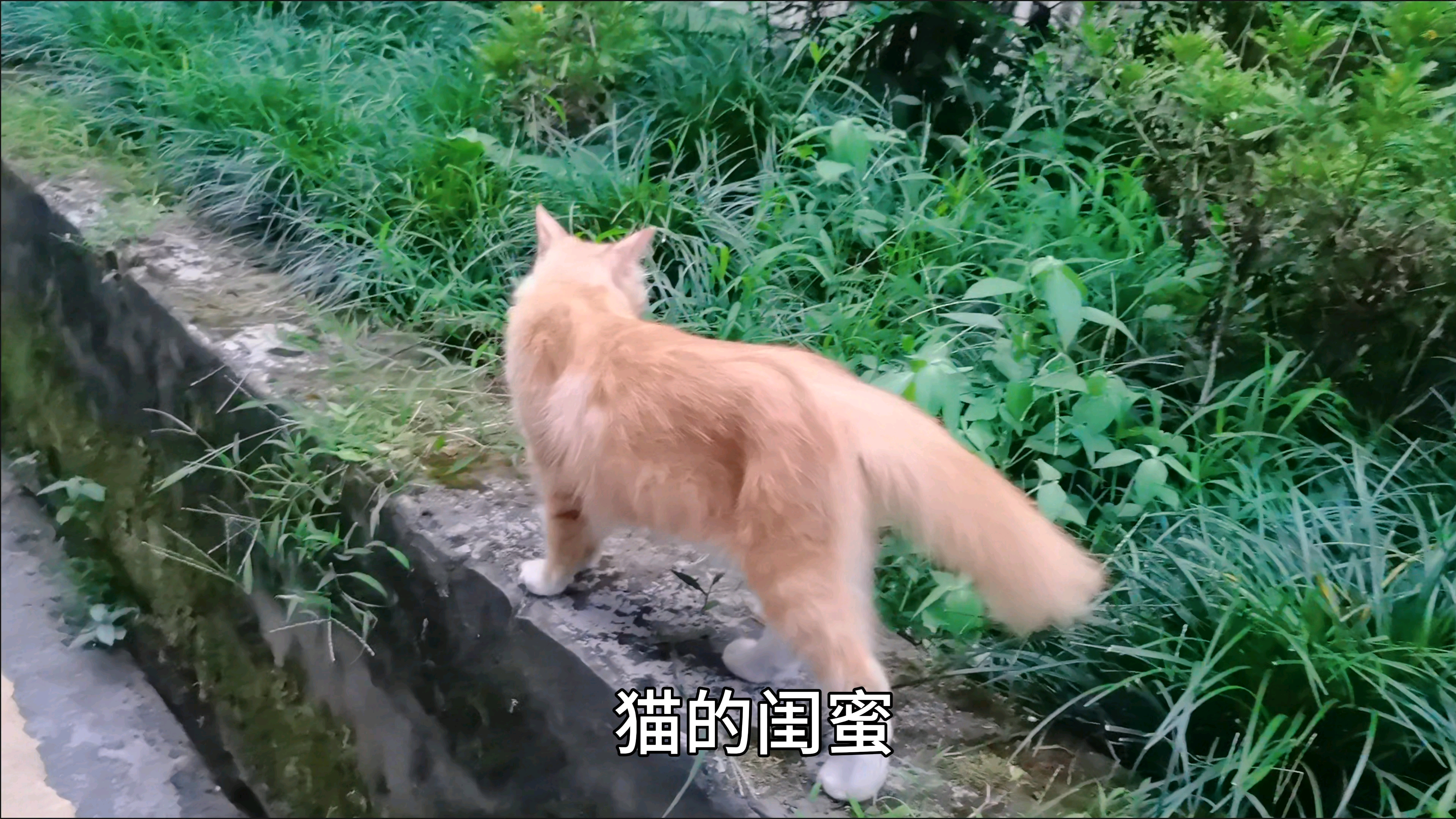 [图]猫咪也有闺蜜，没人的时候才有伴