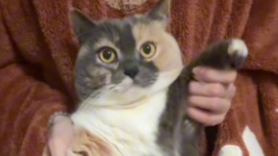 bang出一只小霉猫