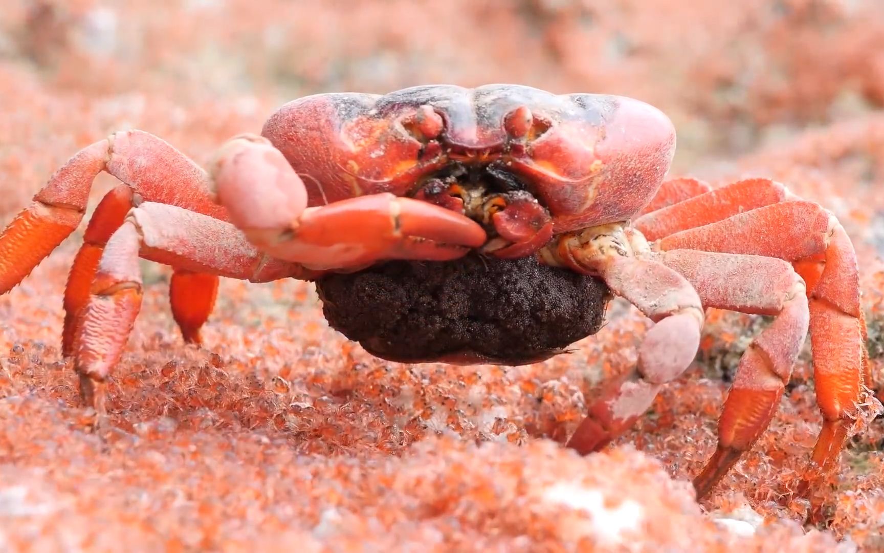 海滩上,一只大红蟹不停的往嘴里塞爆米花,一口一只嘎嘣脆!