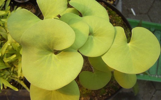 开箱视频【大肾叶狸藻】