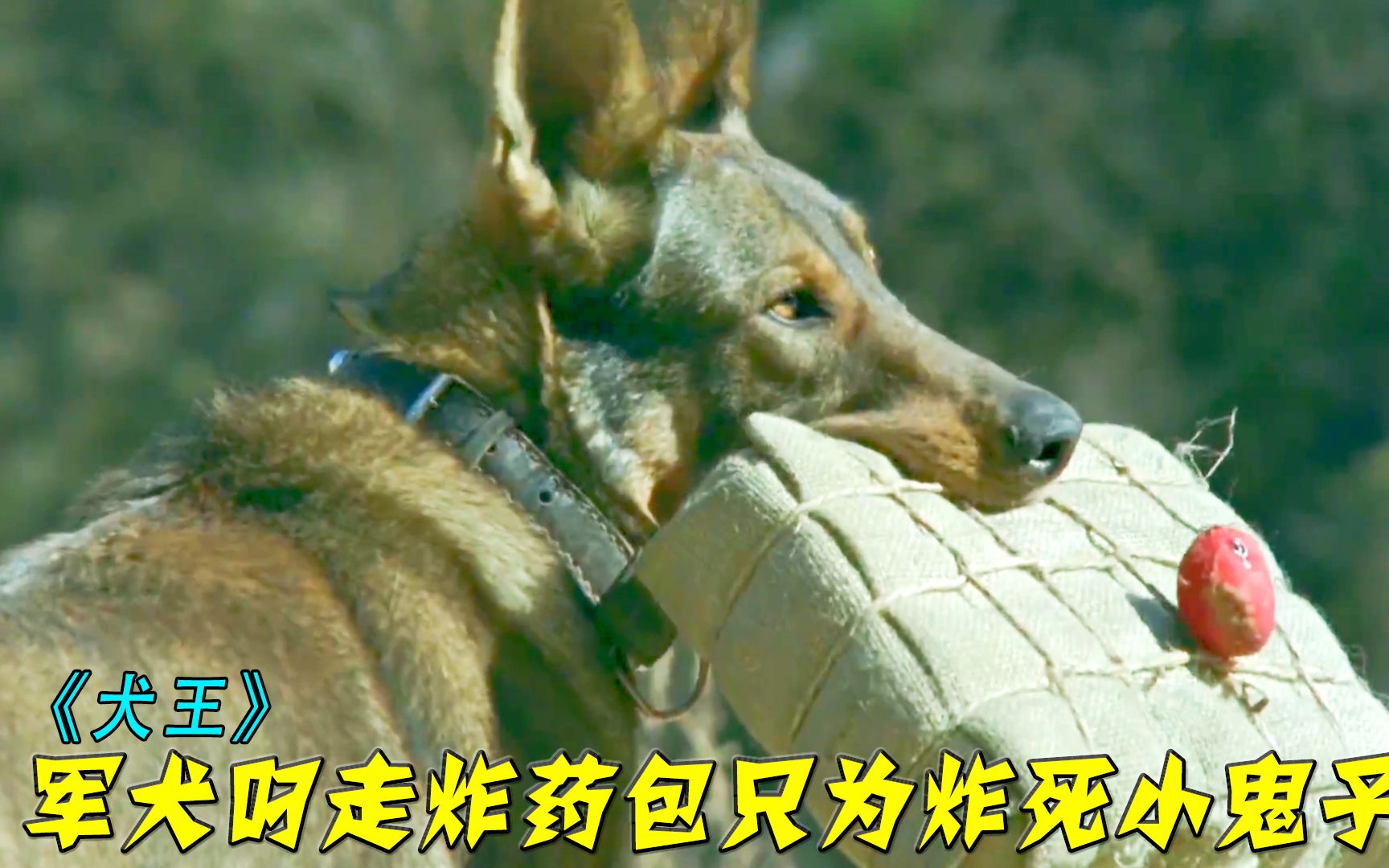 野狗逆袭成犬王,帮八路3次阻拦物资,让小日子患上"恐狗症"