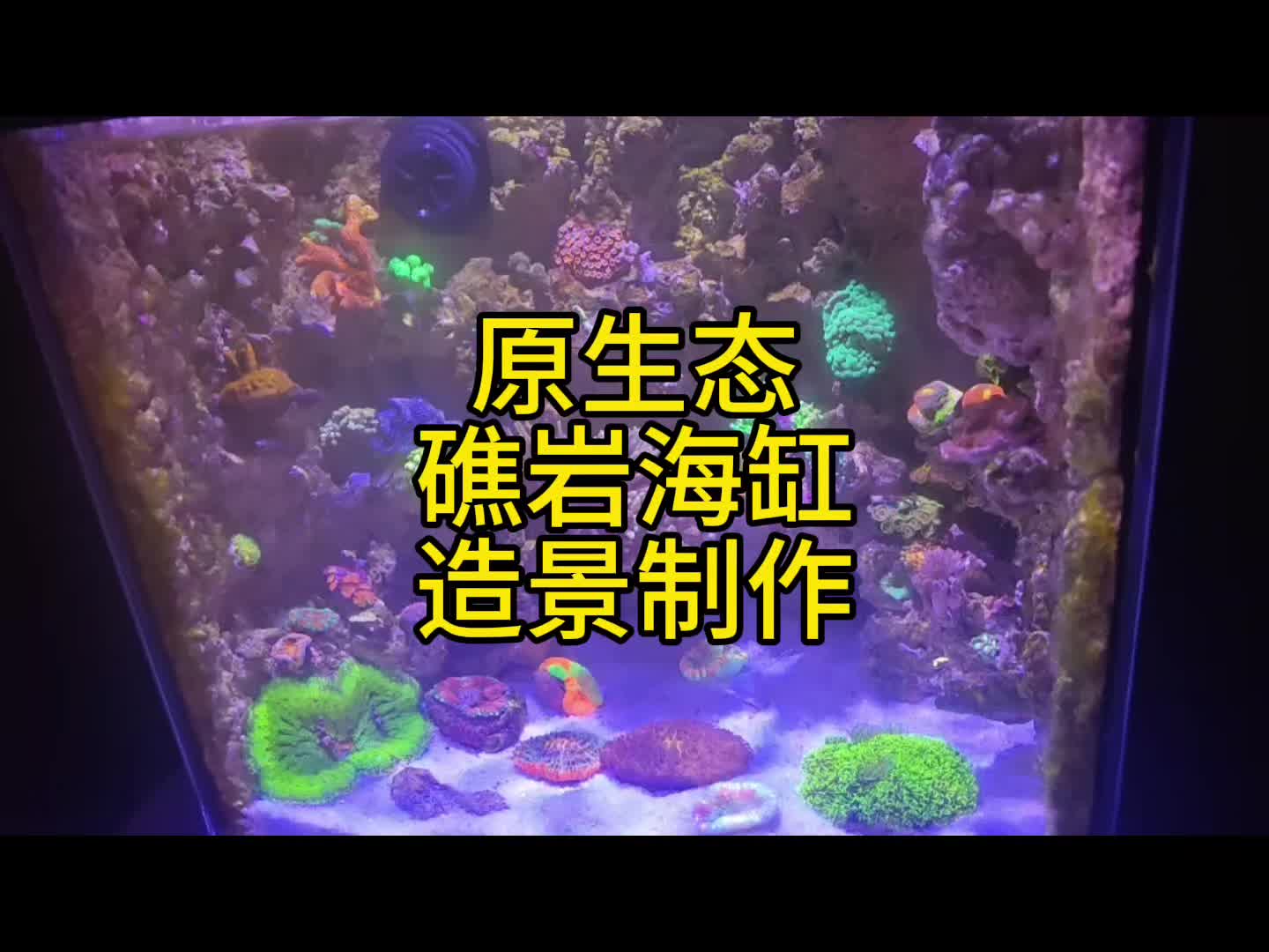 原生态礁岩海缸造景制作#珊瑚哔哩哔哩bilibili