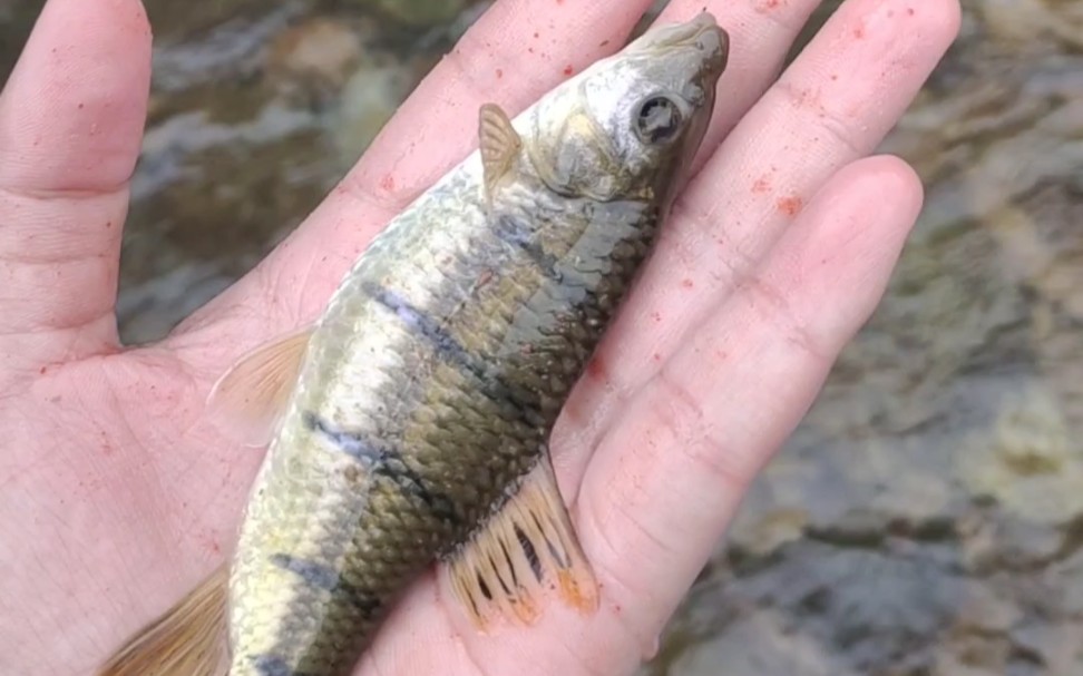 溪流钓石斑鱼很难吗选对了钓点环境和饵料你会觉得很简单