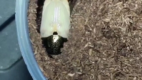 神奇的昆虫 独角仙的成长过程 幼虫期 化蛹 羽化 哔哩哔哩 つロ干杯 Bilibili