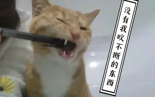 小猫咪的牙口也太好了吧！😨