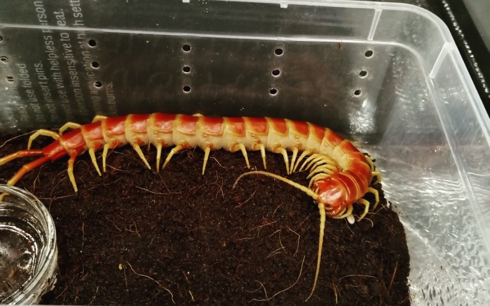 【亚马逊巨人蜈蚣"你安安静静吃榴莲的样子真美 scolopendra