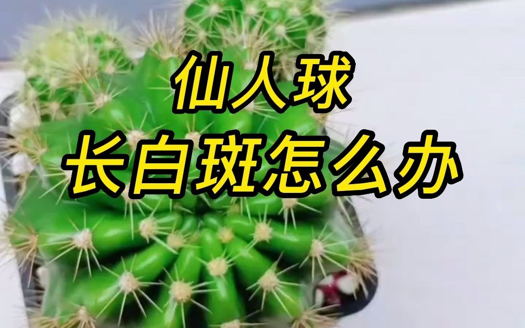 仙人球有白斑怎么处理)