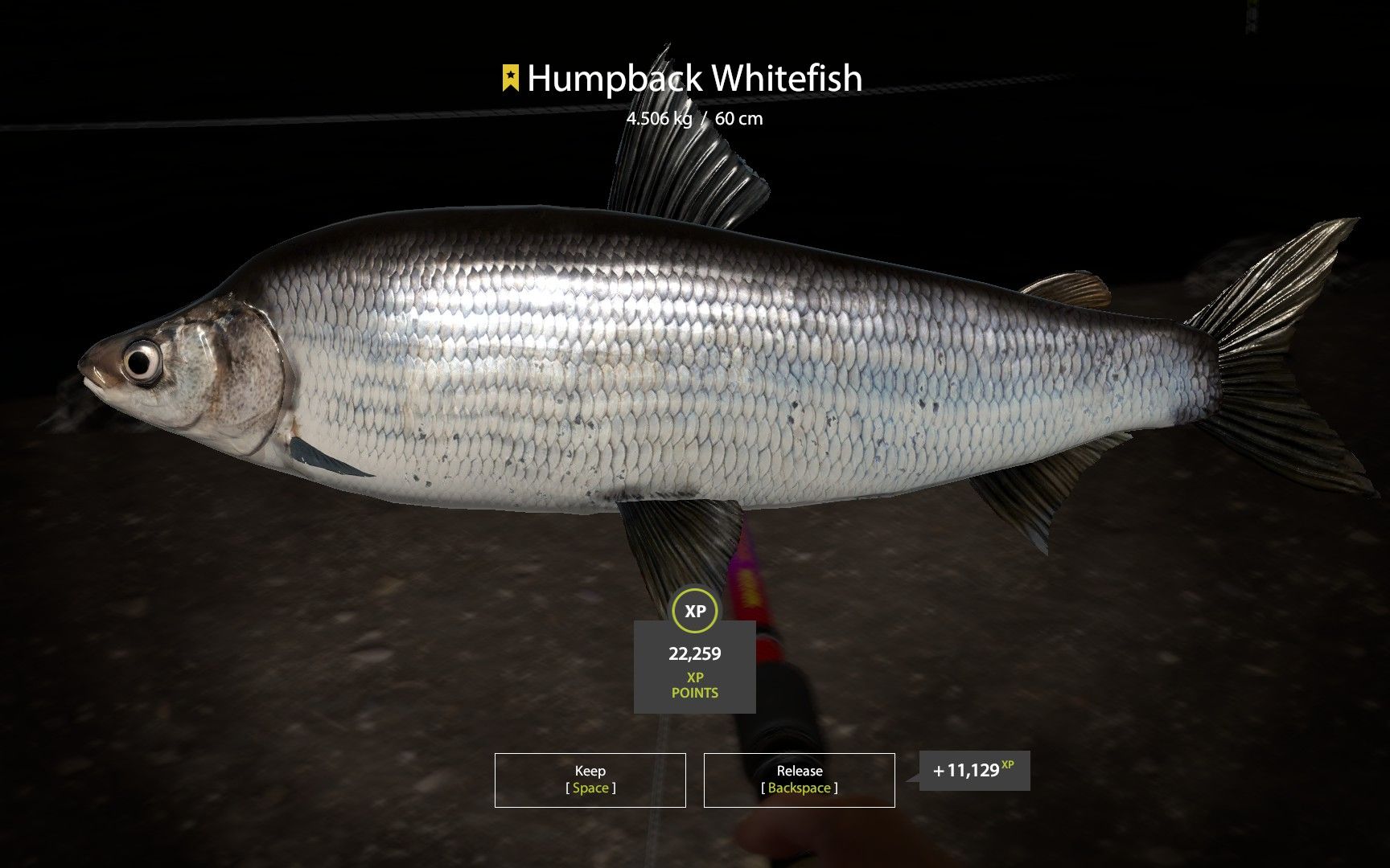 赛竿-下通古斯卡河-驼背白鲑