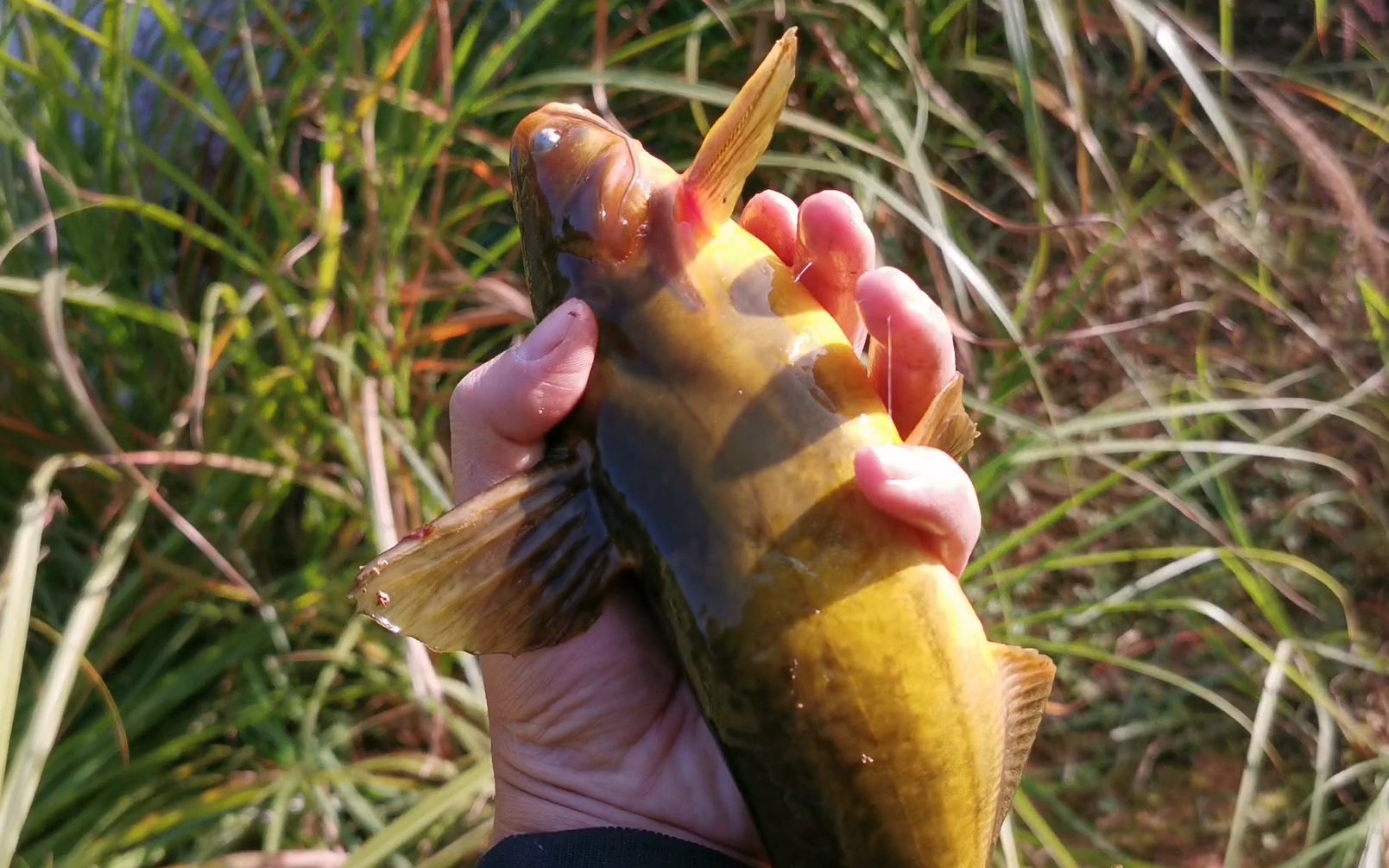 今天来鱼塘钓鱼,第一次钓这么大的黄辣丁,比我拳头都要大