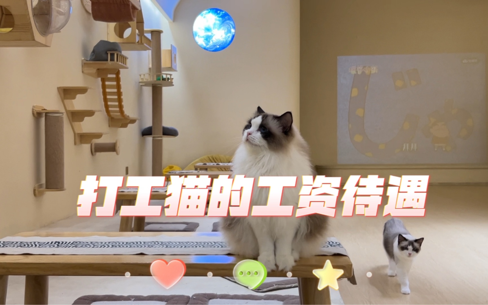 [图]猫咖的打工猫工资多少？