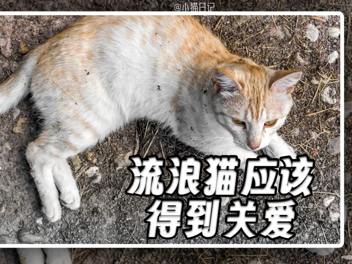 你可以不喜欢猫咪,但千万别伤害它!哔哩哔哩bilibili