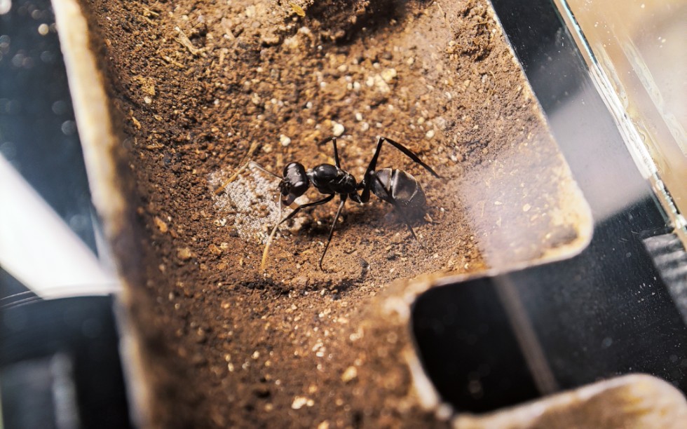 破坏巨眼蚁换巢记录