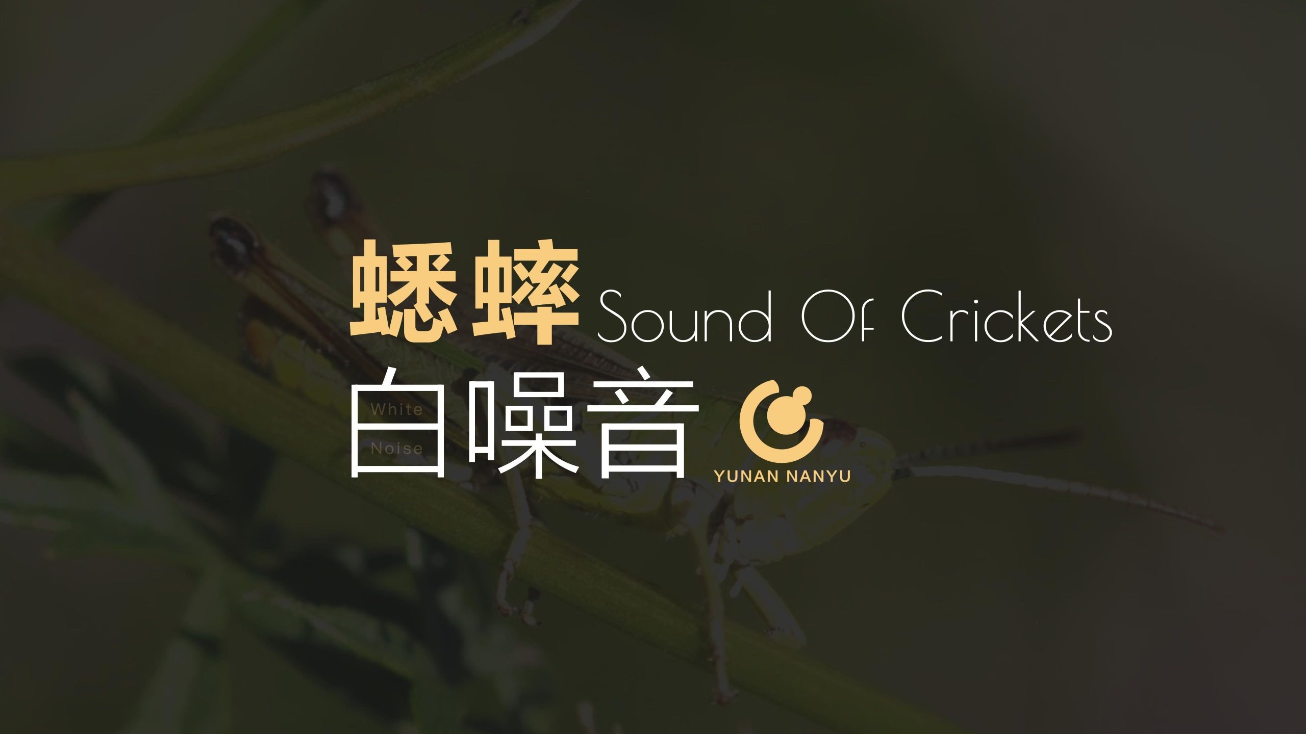 【蟋蟀声】60分钟 立体声 ASMR 哄睡 快速入眠 睡眠音乐 放松心灵 自然环境 冥想 深度放松 立体音 黑屏省电