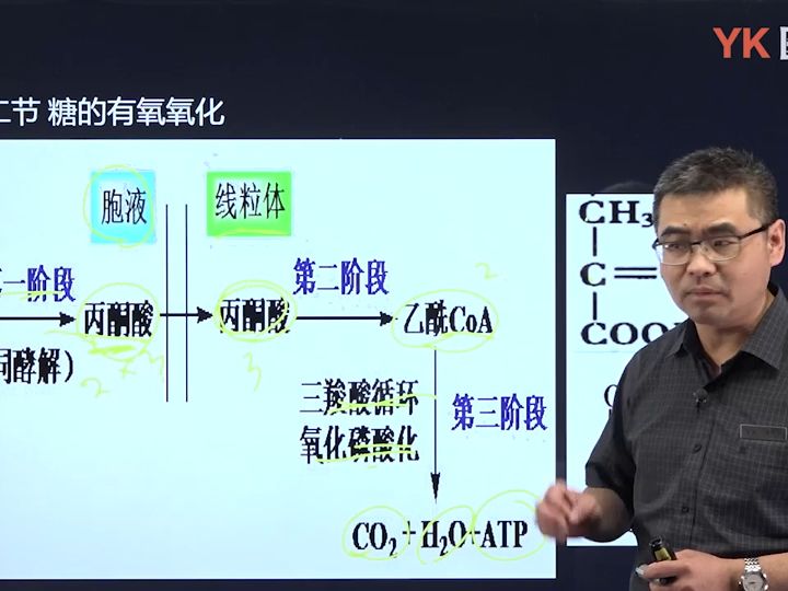 03.糖的有氧氧化详解(三羧酸循环、关键酶、四次脱氢反应、ATP计算等)哔哩哔哩bilibili