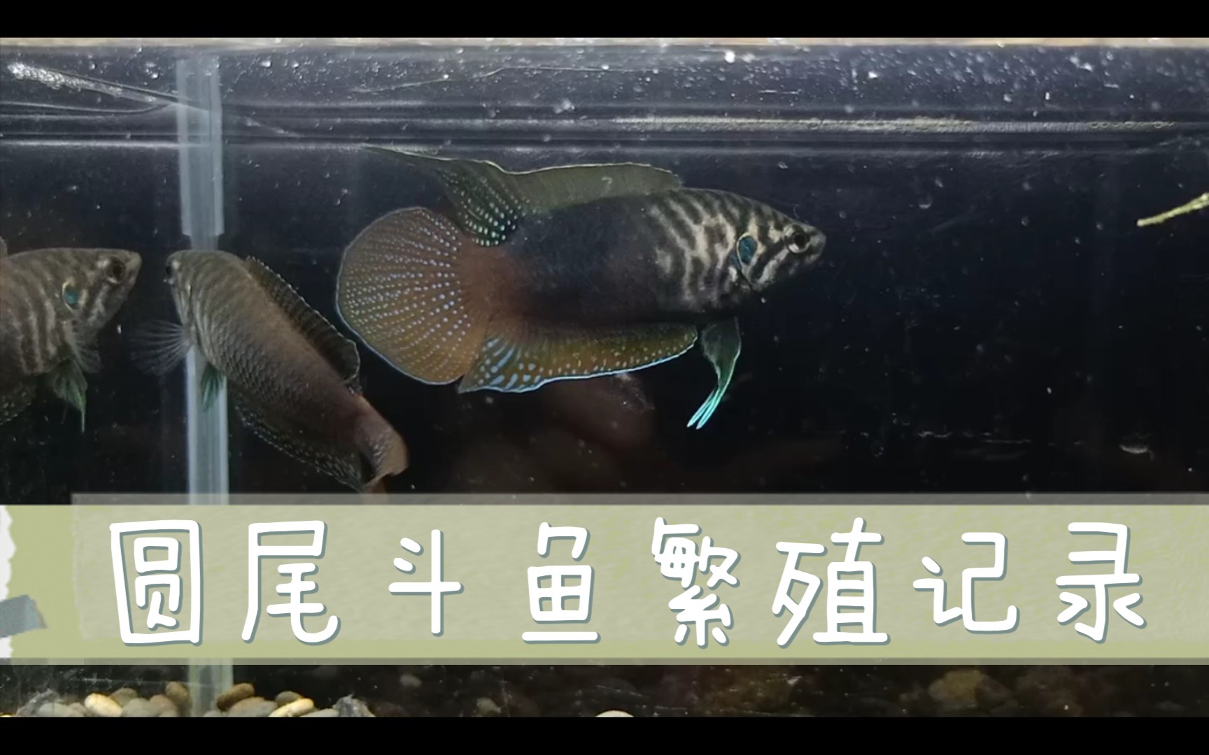 【鯟鲂】黑骑士天堂鱼的繁殖记录(圆尾斗鱼)_哔哩哔哩_bilibili