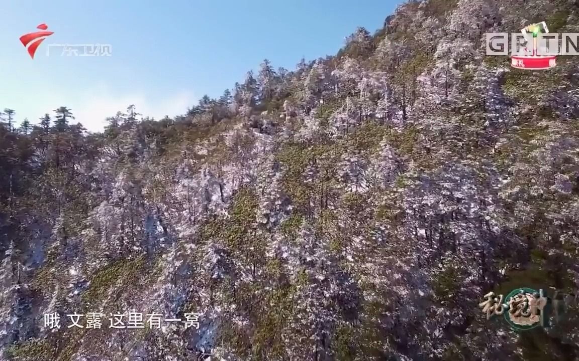 [图]秘境神草 第一集 历险问药 岩蜜/海参刺豚/大黄雪茶/骆驼蓬子/红景天