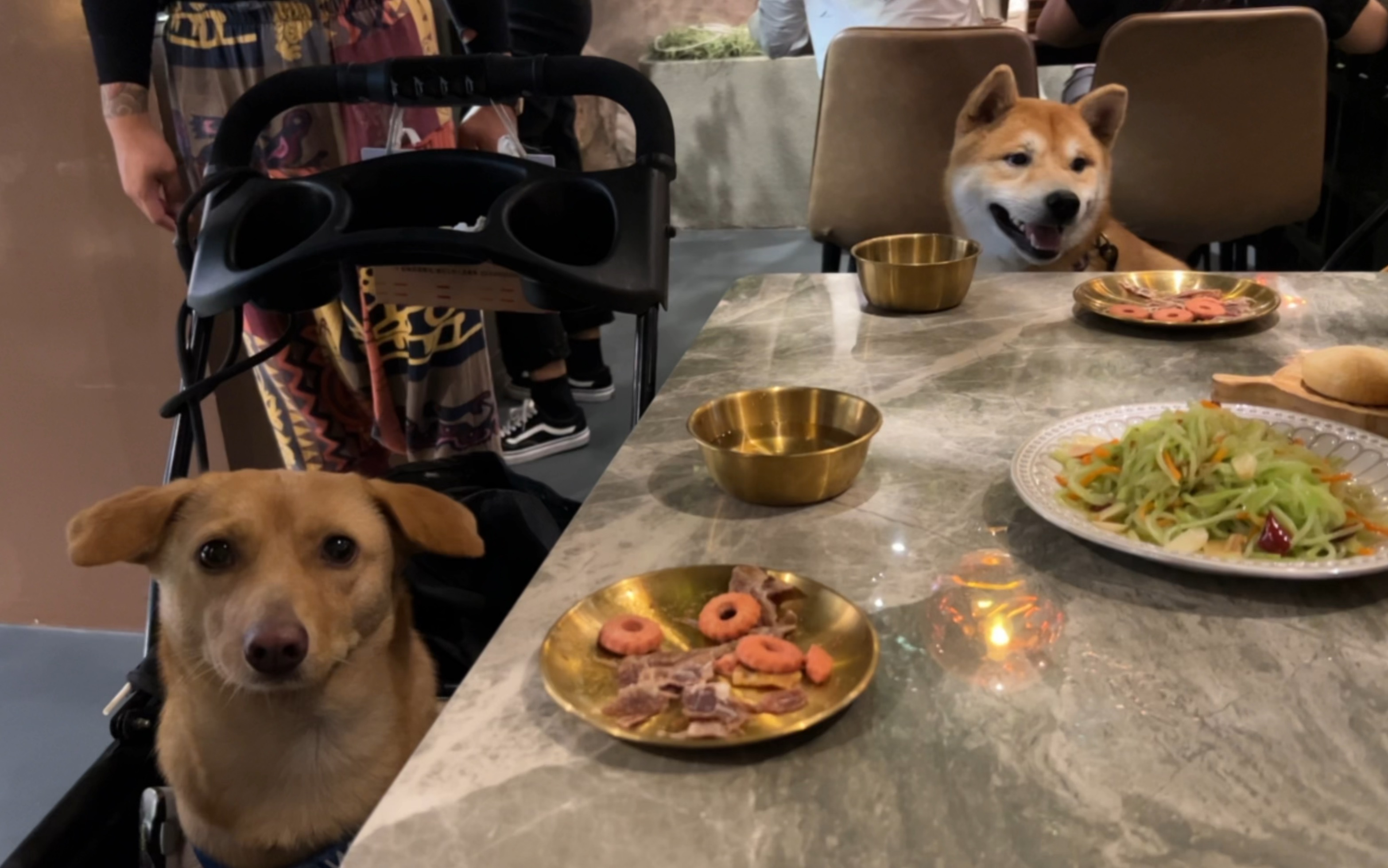 带狗子去餐厅上桌吃饭是一种什么体验?