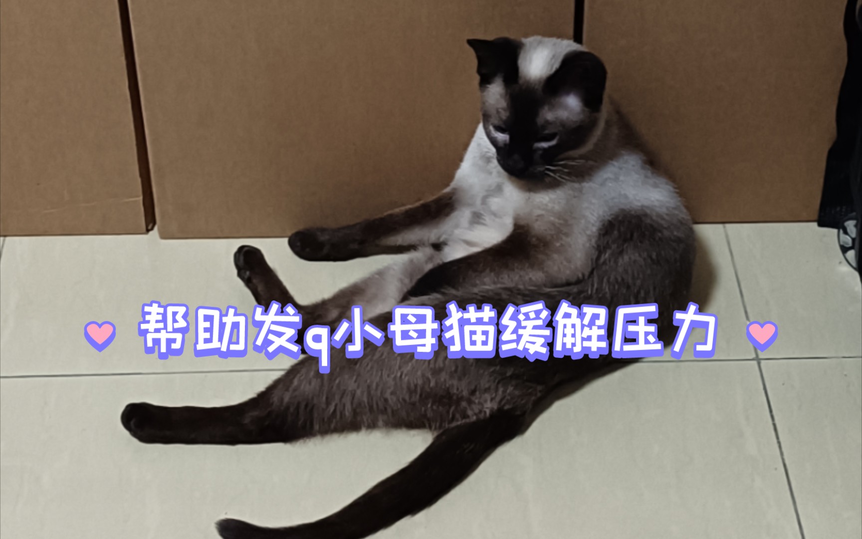 缓解小母猫发q症状初尝试哔哩哔哩bilibili