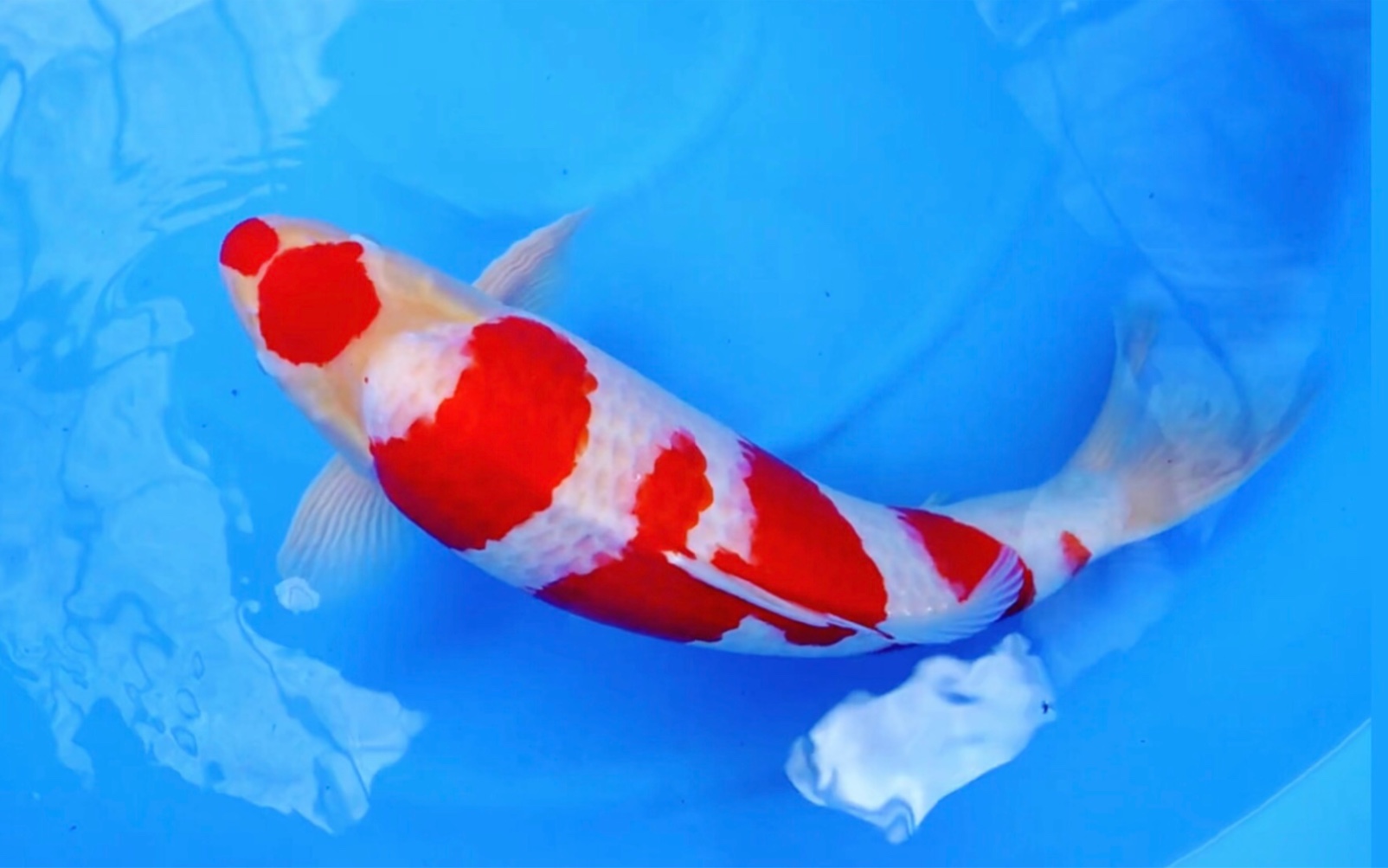 寅蔵口红六段红白锦鲤四岁长六十八观赏鱼.