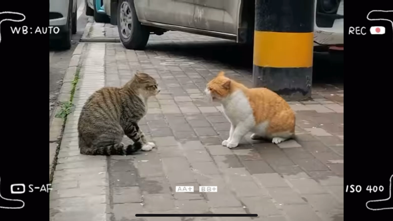 [图]可爱猫猫的神技能