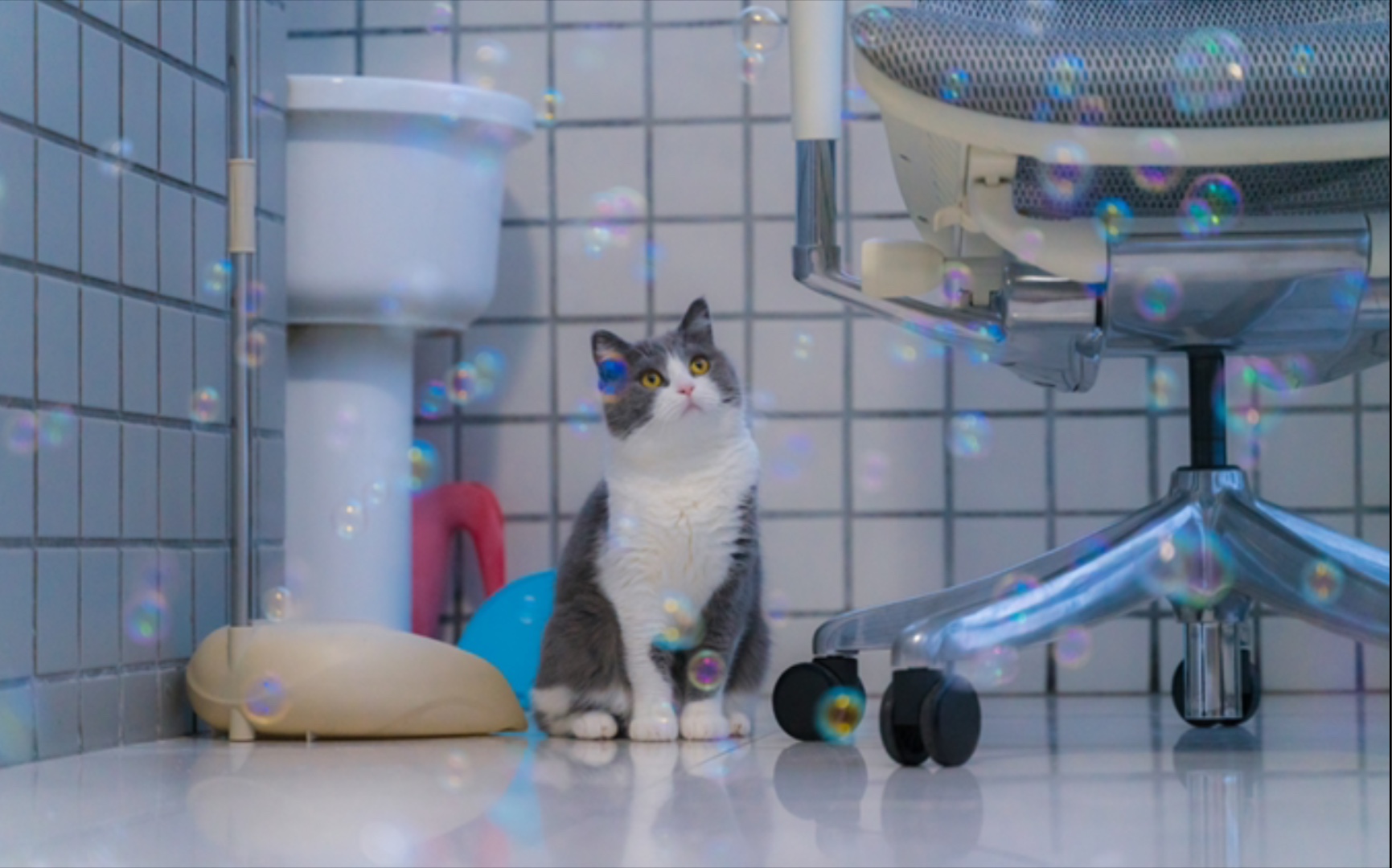 活动作品bubbledream