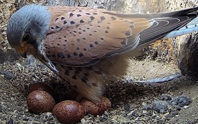 红隼孵化五个蛋的漫长日子|阿波罗与雅典娜 |野外生活