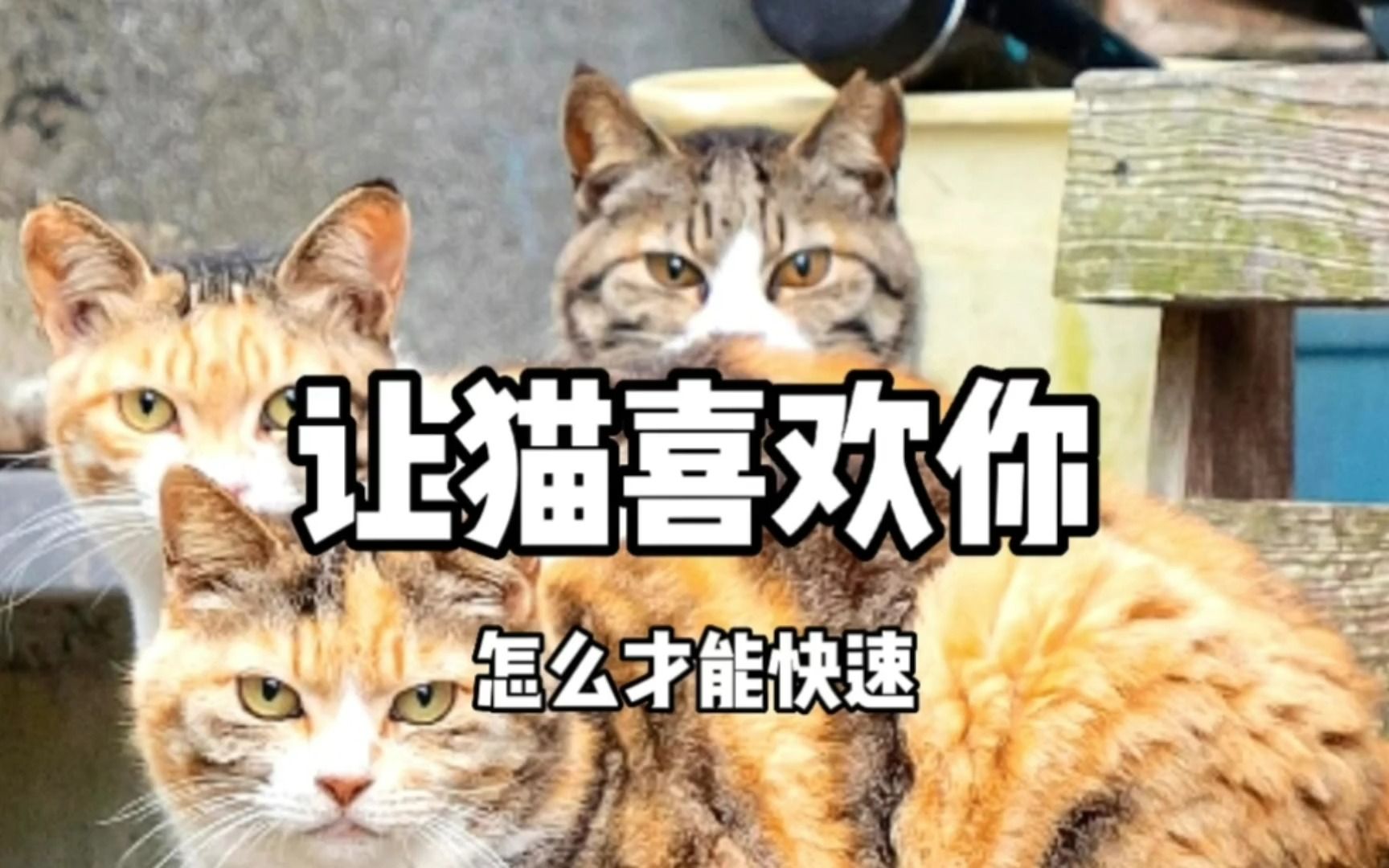 怎么才能让猫快速喜欢上你?学会以下几招你也能成为猫的偶像哔哩哔哩bilibili