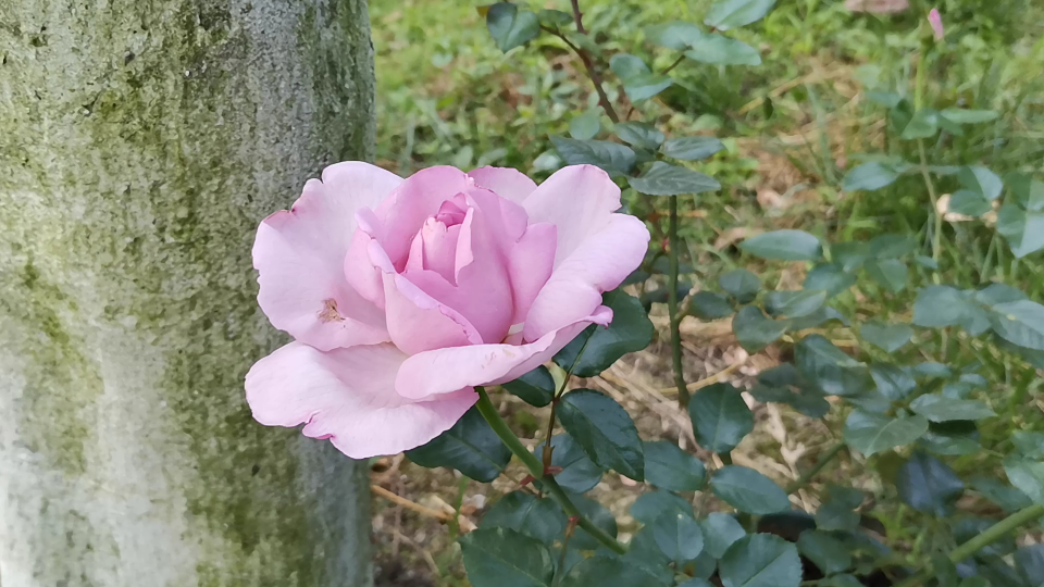 【月季】北极冰春末的花