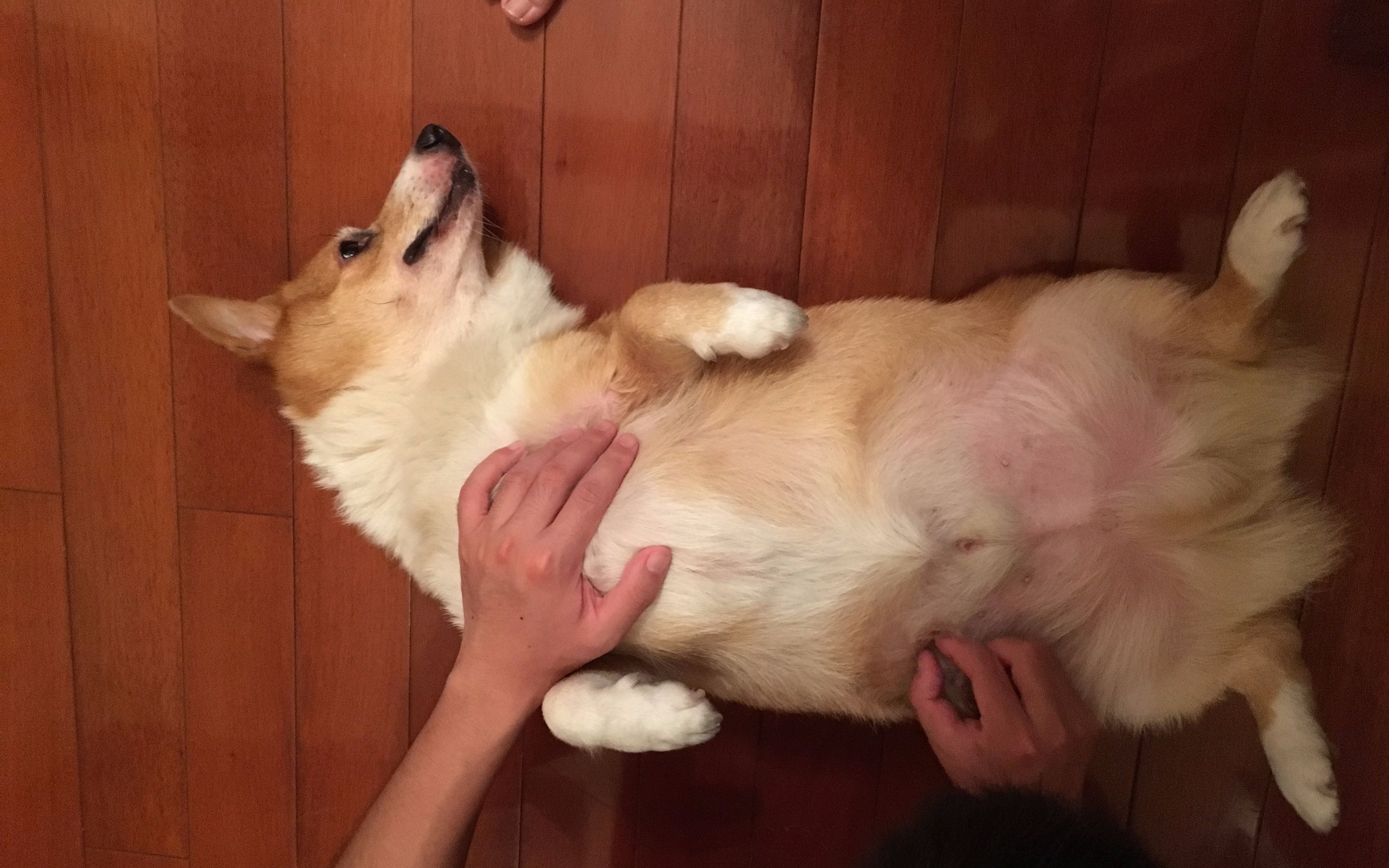 牡丹饼,在秋天又称作萩饼,是一款传统的日式点心,操作方便,喜欢的朋友