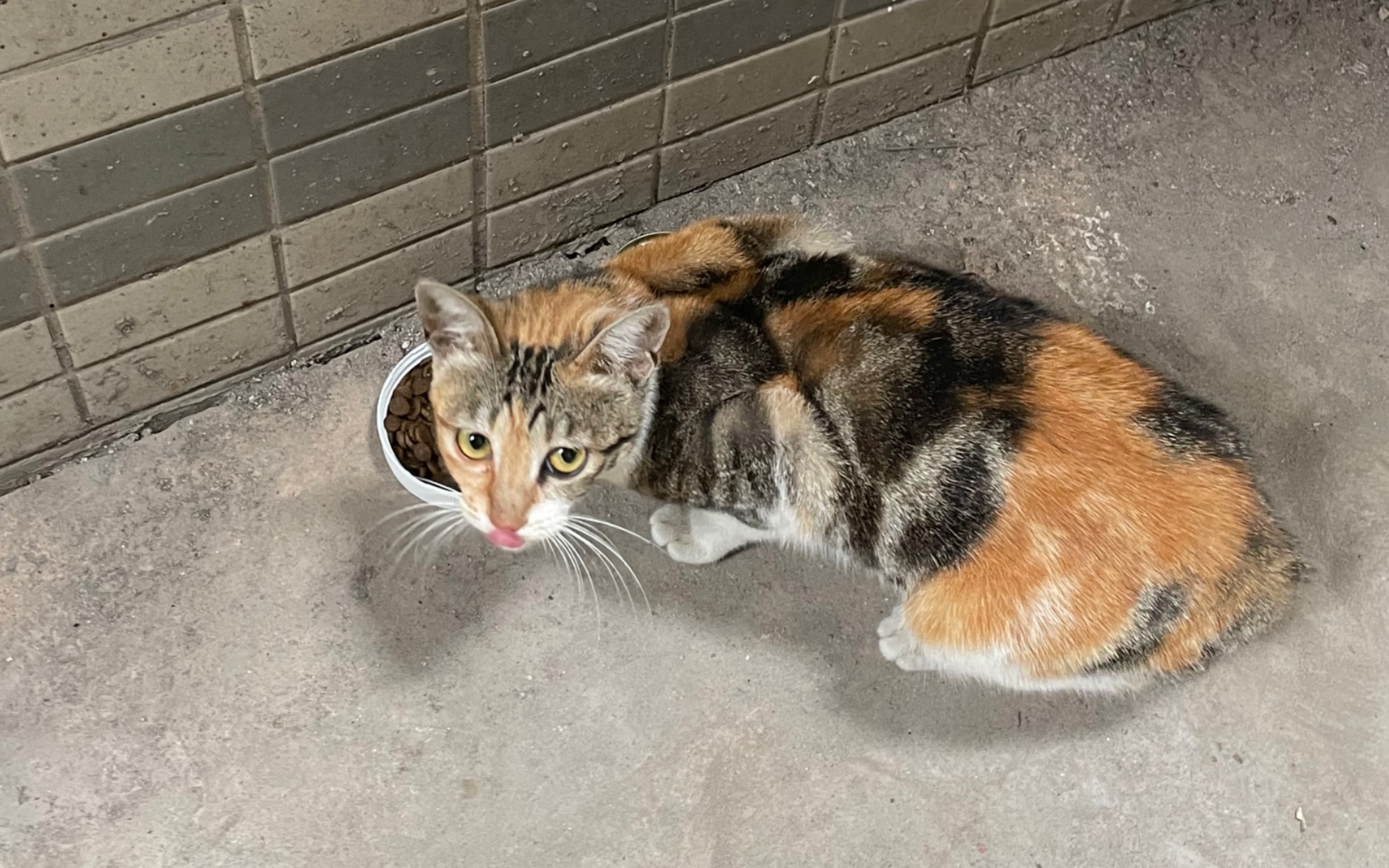 坐标深圳清湖 流浪三花猫猫寻找领养