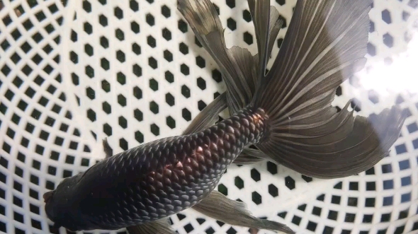 今年的蓝丹凤金鱼下来了