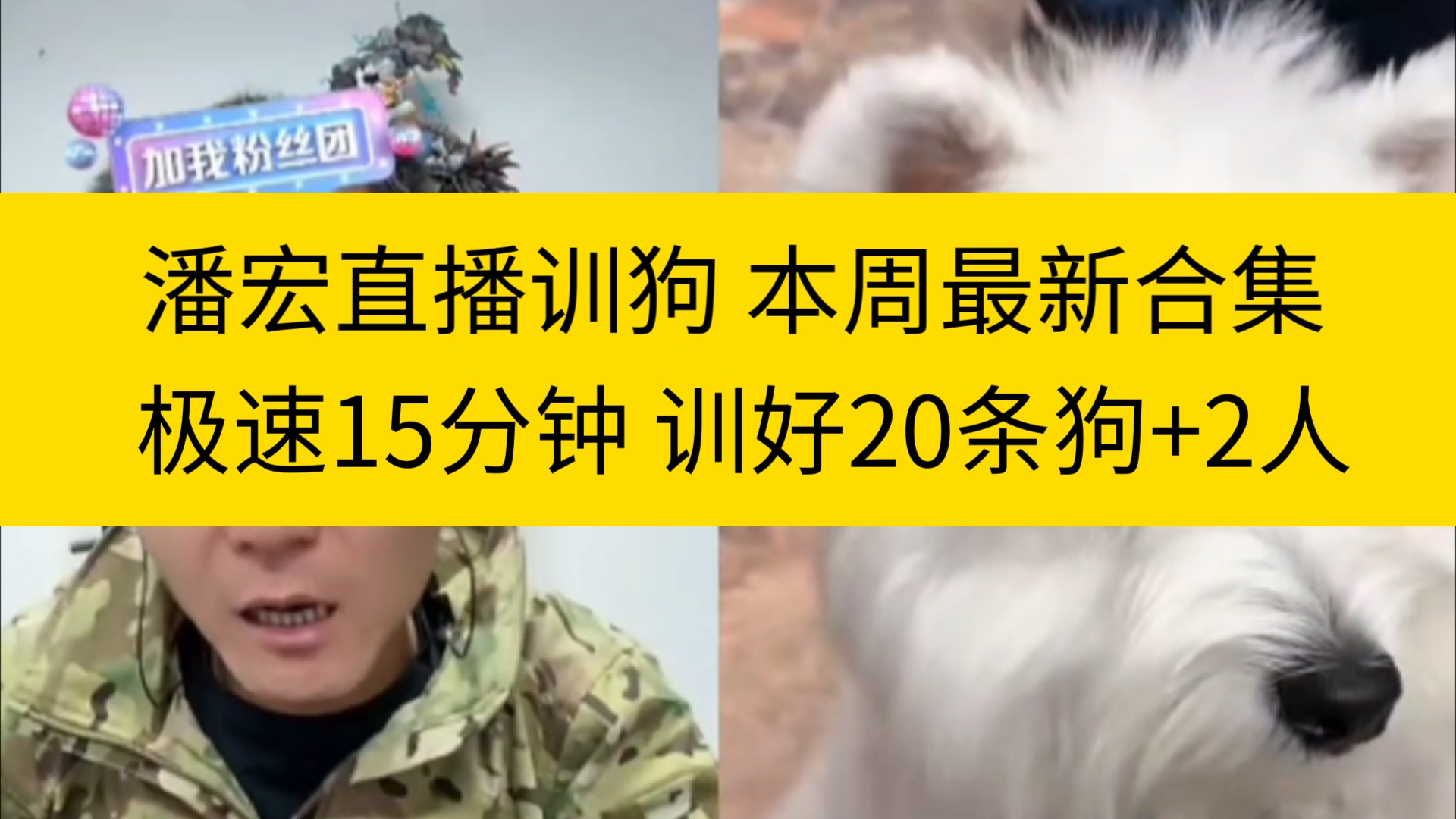 潘宏直播训狗 本周最新合集 极速15分钟 训好20条狗+2人哔哩哔哩bilibili