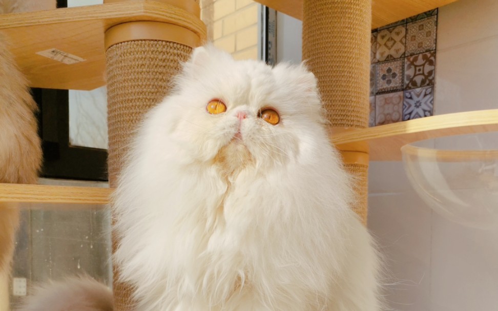 伽蓝猫舍#金渐层#长毛金渐层#英国长毛猫#波斯猫#猫 笑死,你的大脸很 