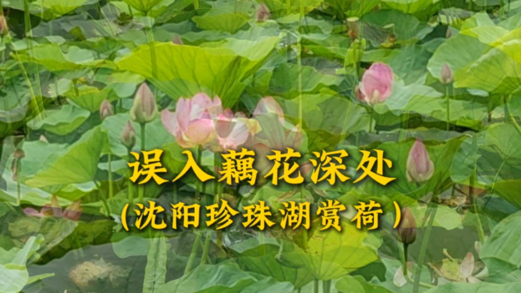 误入藕花深处(沈阳珍珠湖赏荷)哔哩哔哩bilibili