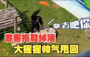 Descargar video: 被帅到了！游客拖鞋掉落大猩猩一把甩回