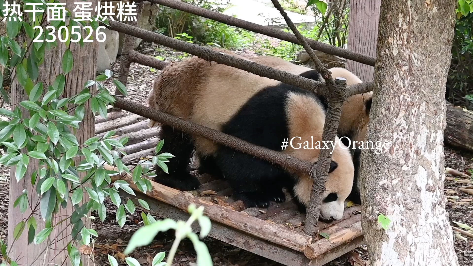 【大熊猫热干面,蛋烘糕】230526 面糕的铁架初体验