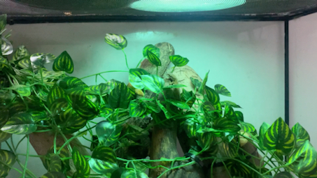 绿安乐蜥蜴日常观察