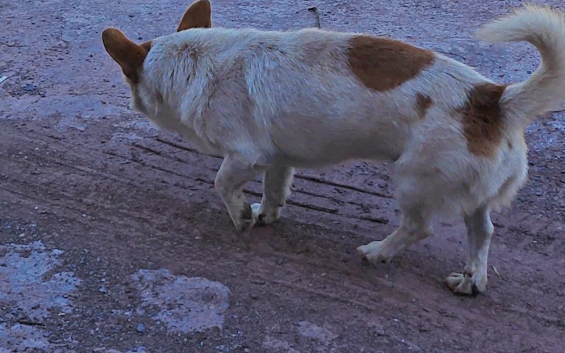 哈哈哈这狗走路顺拐