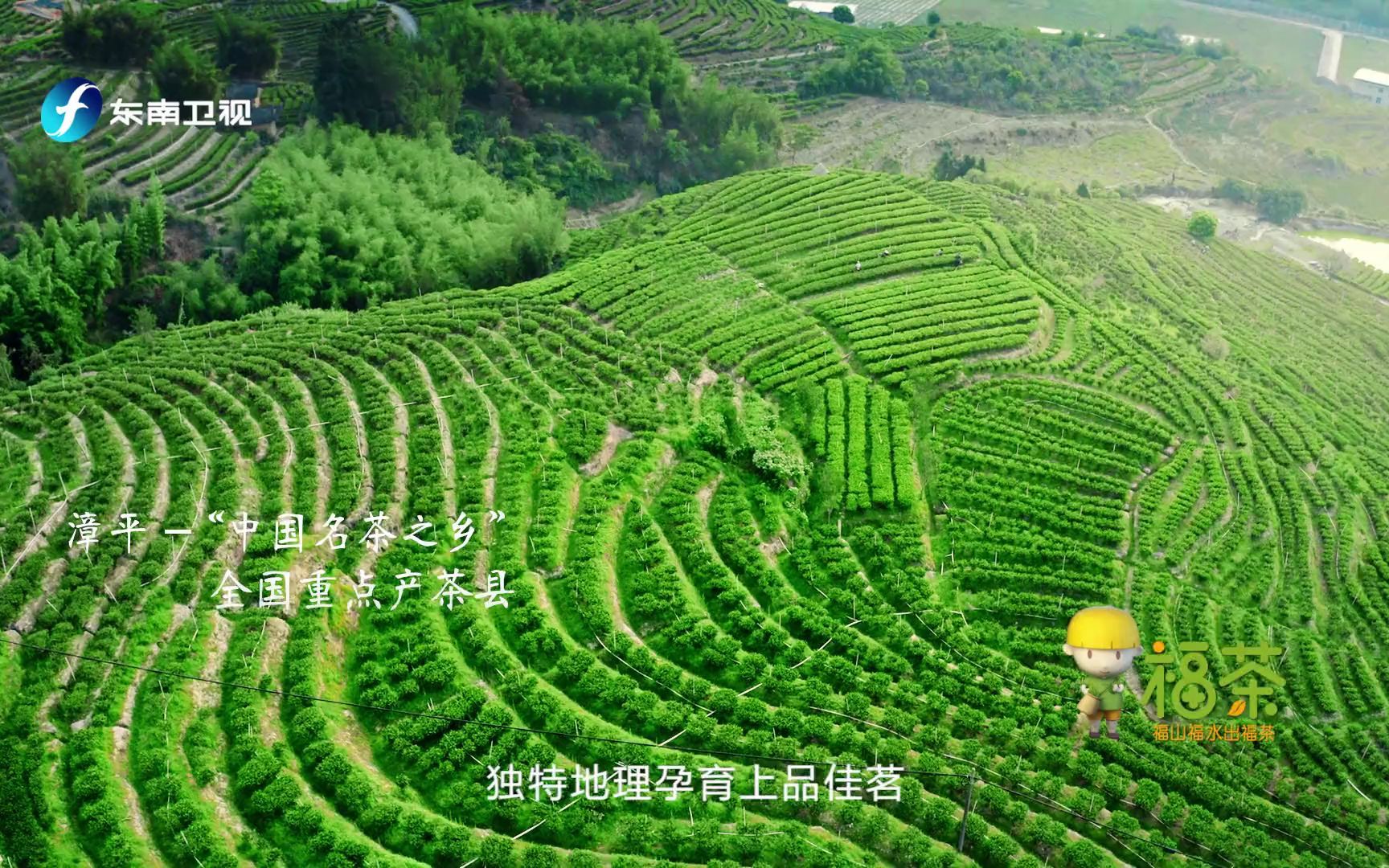 [图]《福山福水出福茶》漳平水仙茶