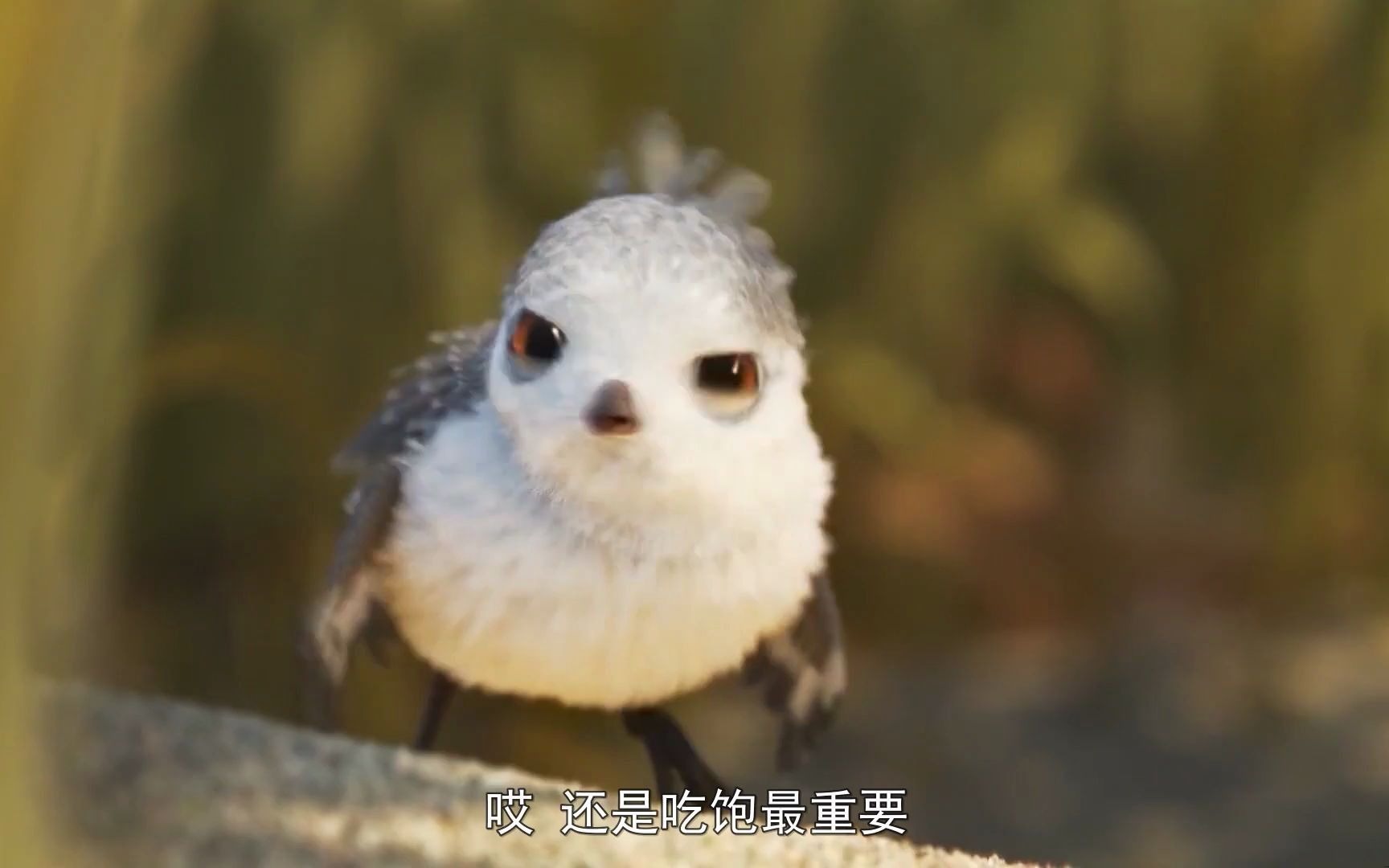 一只鸟的成长路程,2分钟看高分寓意短片《鹬》,很治愈