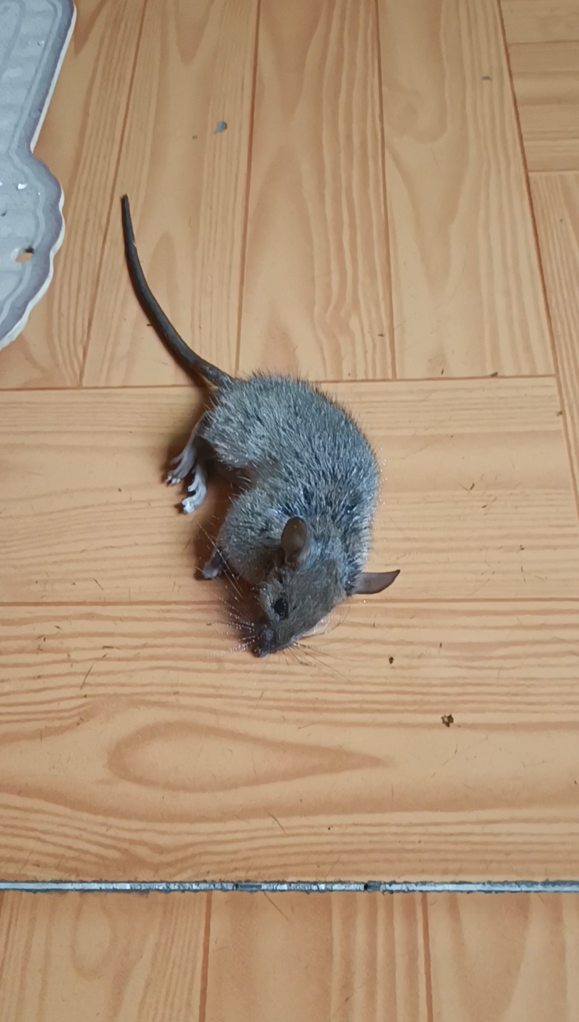 又一只老鼠这下应该没了吧天天偷吃大米找它的压力太大