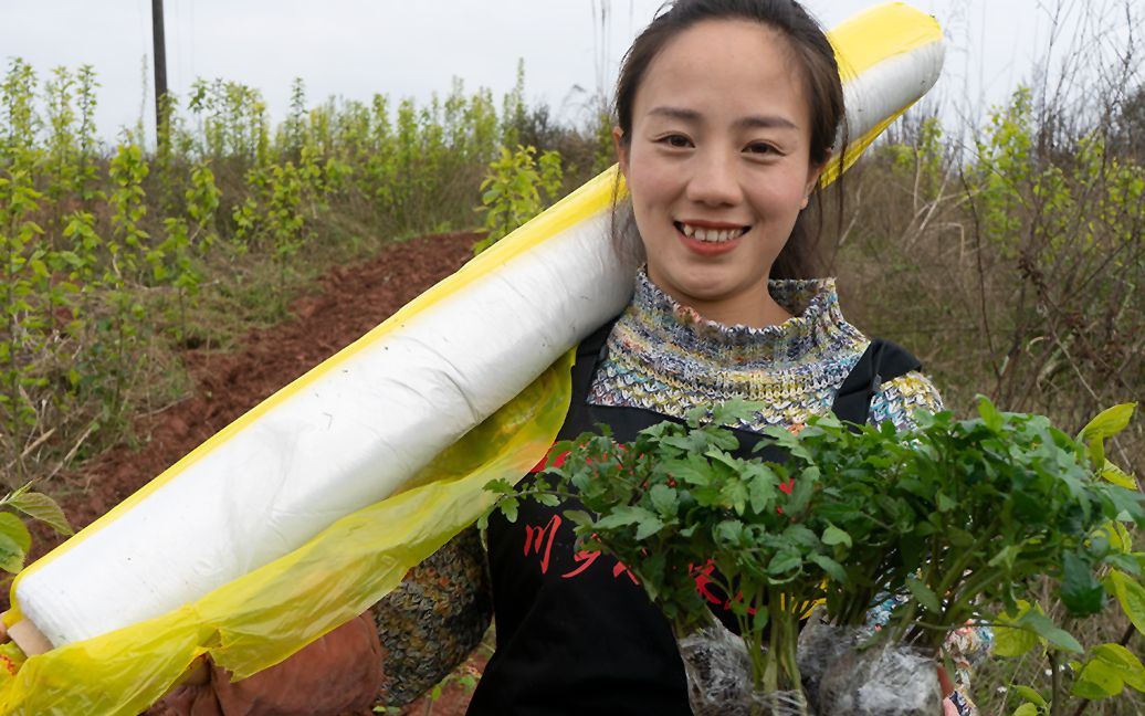 四川天气不稳定,种植水果番茄不容易,还好小妹有妙招哔哩哔哩bilibili