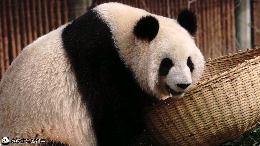 【大熊猫大美】毛茸茸的侧脸杀