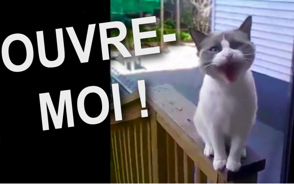 法国猫片快开门你有本事开门啊柚子木字幕组