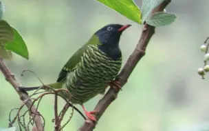 Скачать видео: 鳞纹食果鸟