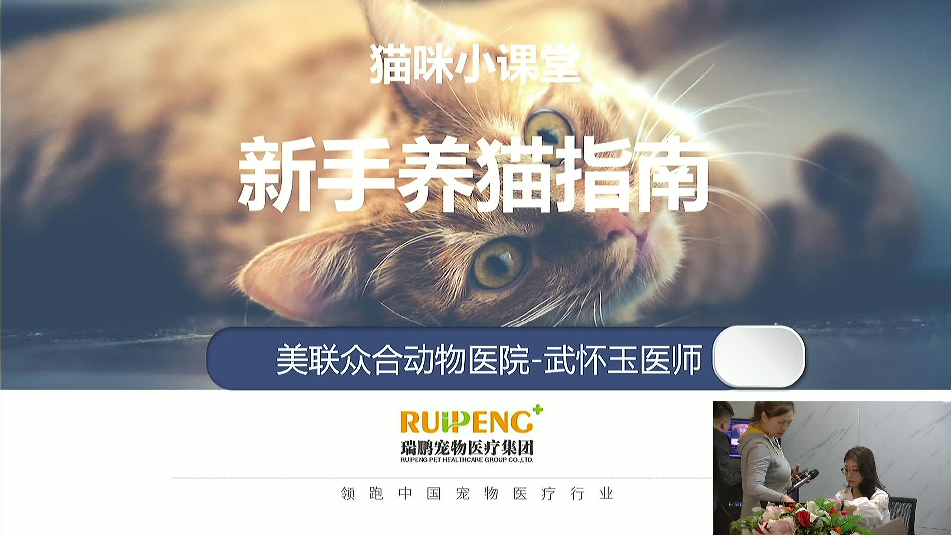 猫咪小课堂新手养猫指南哔哩哔哩bilibili