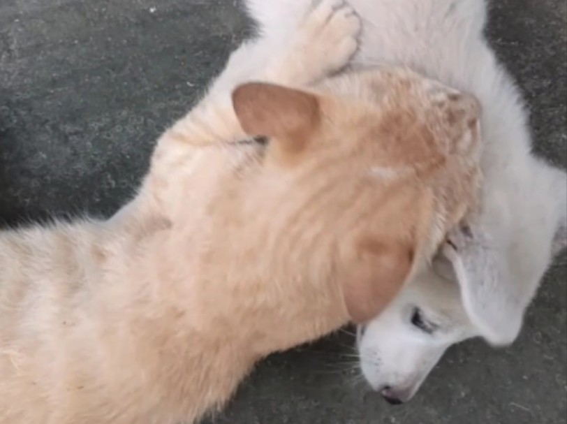 猫急了可是会咬狗的喵!