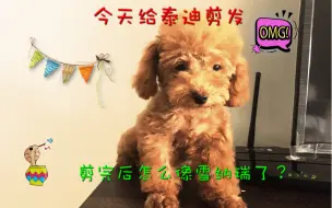 Download Video: 费了好大的劲给泰迪剪发，剪完后怎么像雪纳瑞了，难道是串串？